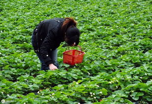 露地栽培的草莓能不能与其他农作物套种,如果能,需要怎么套种