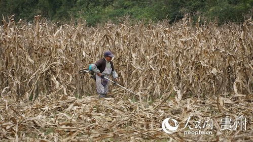 金沙县 调减低效作物种植 推动农业产业革命