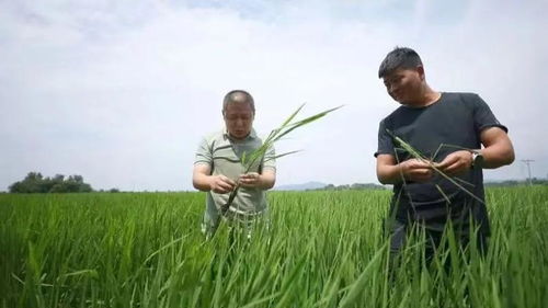 加强再生稻田管 夯实粮食丰收基础
