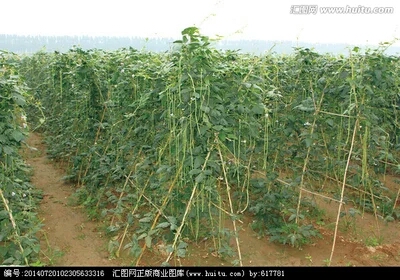 豇豆怎么种植?