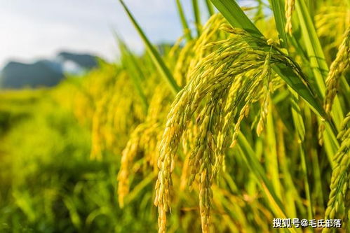 种植基础 氮素在作物体内的含量 分布 功能及失调表现