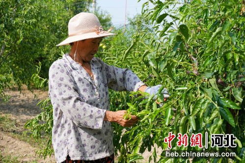 河北任丘发展特色种植 铺就乡村振兴致富路