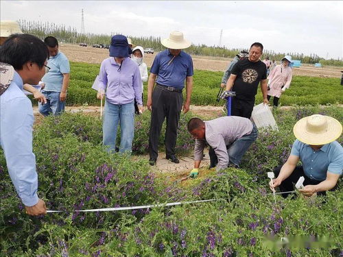 自治区科技重大专项 河套灌区盐碱地葵前填闲种植绿肥作物技术模式 通过专家现场测产及评价