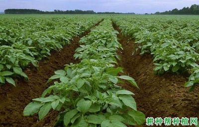 马铃薯种植技术