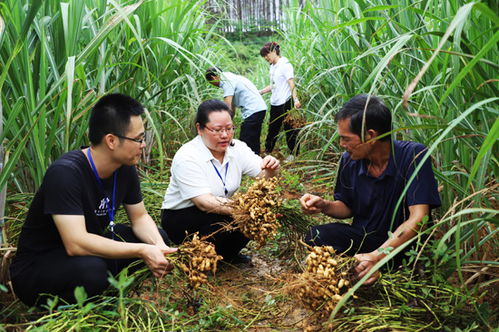 超宽行丛式甘蔗间作花生高效栽培技术 示范基地花生测产验收会在融水举行