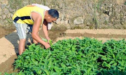 在农村,要承包多大的地才算种植大户?种植大户补贴又该怎么算?